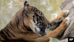 В басейні дещо холодніше, вважає тигр в зоопарку у Фініксі