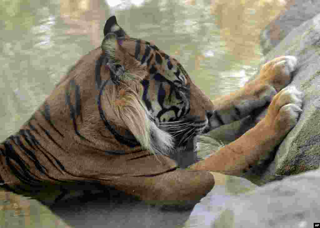 Jai, a Sumatran Tiger, sits in a pool to keep cool at the Phoenix Zoo in Phoenix, Arizona. The forecast called for a high temperature of 118 (F) on Monday and 120 (F) on Tuesday.