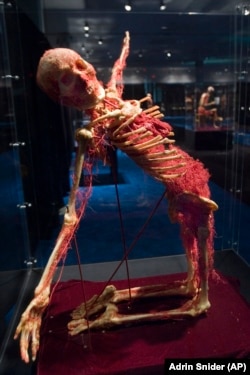 A model of the human body showing only bones and the circulatory system was part of an 2006 exhibit called "The Universe Within, The Human Body Revealed," in Norfolk, VA.