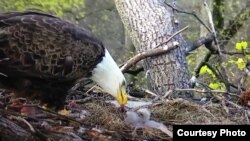 A bald eagle with its young at the National Arboretum in Washington, March 2016. (Credit: National Eagle Foundation)