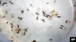Mosquitos Aedes aegypti en un laboratorio de Cúcuta, en Colombia.