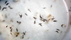 Chivinlar genetikasi o'zgartirilmoqda - Zikaga qarshi kurash
