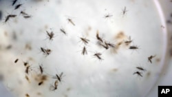Sampel nyamuk yang dikumpulkan dari berbagai lokasi diteliti di sebuah laboratorium di Cucuta, Kolombia untuk meneliti efektivitas penyemprotan insektisida (foto; dok). Salah satu daerah di Kolombia, Norte de Santander, termasuk daerah yang parah terpapar virus Zika.