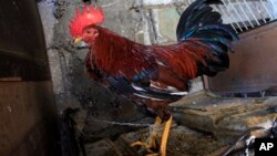 In this Oct. 31, 2015 photo, a rooster is tied to a wall at the Route Freres cockfighting arena in Petion-Ville, Haiti. 