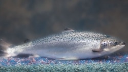 AquaBounty Technologies added growth genes from two other fish to Atlantic salmon, causing it to grow twice as fast