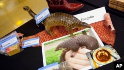 Items made from pangolins are displayed during a press preview of confiscated wildlife contraband at the State Department in Washington during the U.S.-China Strategic and Economic Dialogue, June 24, 2015.
