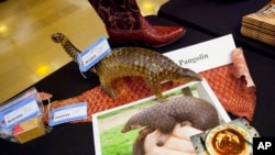 Items made from pangolins are displayed during a press preview of confiscated wildlife contraband at the State Department in Washington during the U.S.-China Strategic and Economic Dialogue, June 24, 2015.