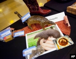 FILE - Items made from pangolins are displayed during a press preview of confiscated wildlife contraband at the State Department in Washington during the U.S.-China Strategic and Economic Dialogue, June 24, 2015.