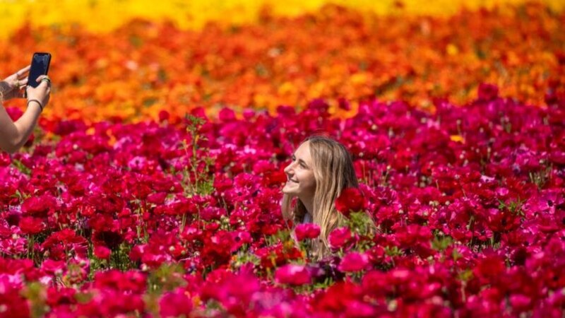 Visitors Return to California’s Carlsbad Flower Fields