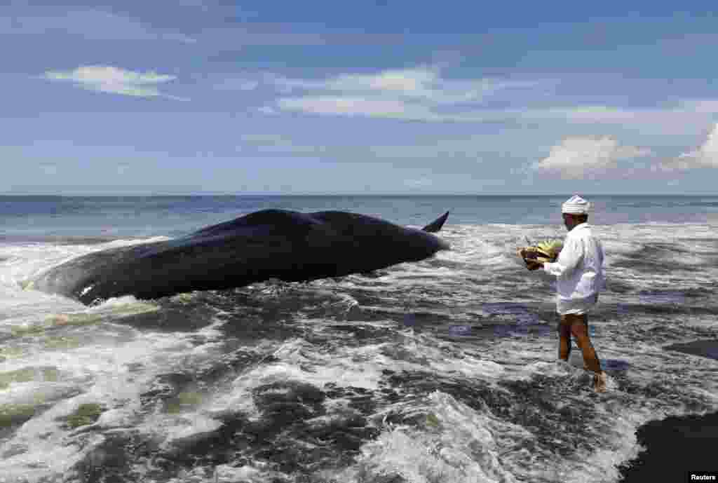 인도네시아 발리섬의 바투툼펭 해안에서 한 힌두교 사제가 죽은 채 파도에 밀려온 향유고래를 위해 공물을 바치고 있다.