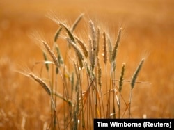 Biji-bijian yang matang, siap untuk dipanen, di ladang petani dekat Goulburn, sekitar 80 km timur laut Canberra,15 Desember 2009. (Foto: REUTERS/Tim Wimborne)