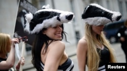 Women wearing badger costumes take part in a protest against the cull of badgers, in central London June 1, 2013.