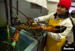 A worker holds a 10 kilo Canadian lobster at the fish pavillion in Rungis International food market as buyers prepare for the holiday season in Rungis, south of Paris, Dec. 11, 2014.
