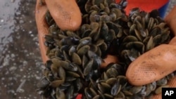 Semillas de mejillones son recogidas con redes flotantes y luego colocadas en el fondo del mar.