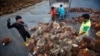 AP: Banyak Pekerja Perkebunan Kelapa Sawit di Malaysia, Indonesia Alami Eksploitasi 