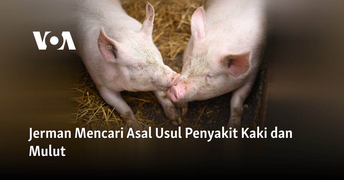 Jerman Mencari Asal Usul Penyakit Kaki dan Mulut