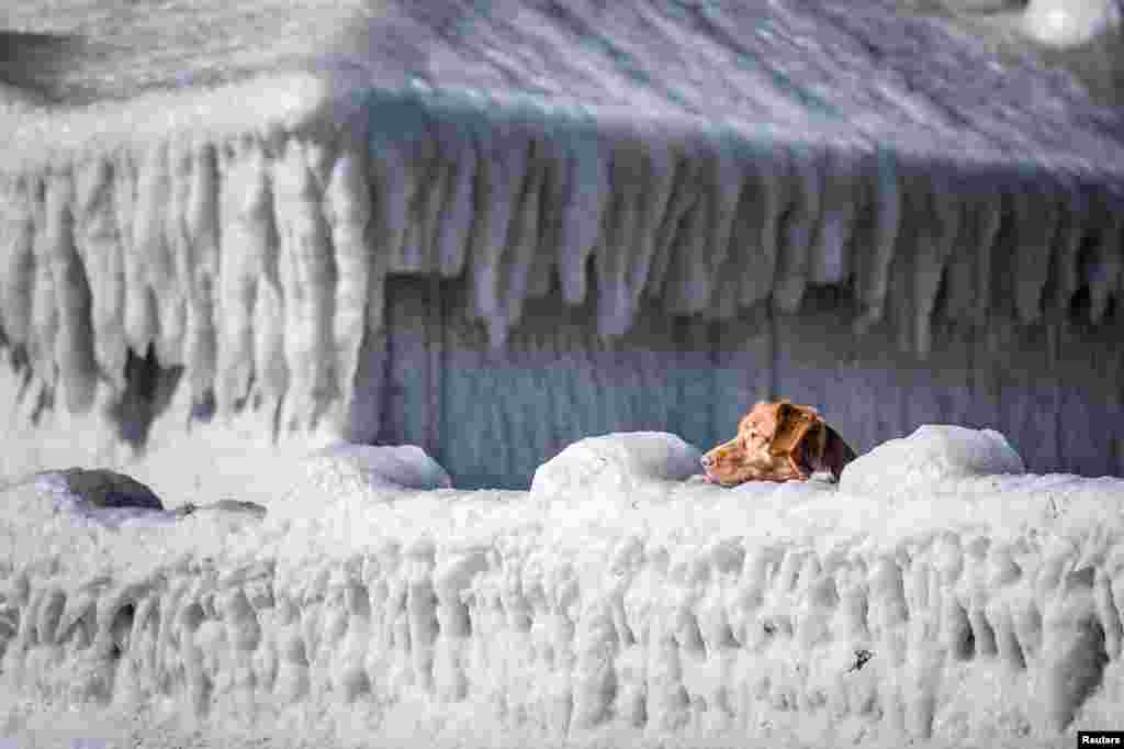 Danimarka&#39;da bir köpek, evinin bahçesinin buz tutmuş duvarından dışarı bakıyor.