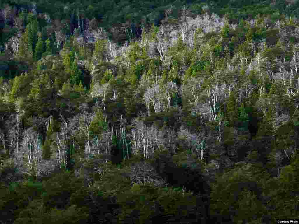Drought triggered this forest die-off in Argentina in 2004. Photo credit: Thomas Kitzberger