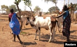 Cattle keepers carry weapons as they lead their cattle home after grazing at a cattle camp outside the capital of Juba, Oct. 18, 2014.