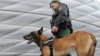 سگ های ارتش آمریکا به خانه باز می گردند 