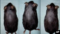 Pokus s miševima slučajno otkrio način da se prekine ćelavljenje?
