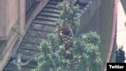 A man is seen atop a 24-meter tree in downtown Seattle in this photo posted on Twitter by KOMO News. (KOMO)