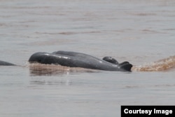 Mekong Dolphins are photographed as they swim in a river in Cambodia. (WWF)