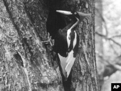 ہدہد کی ایک نایاب تصویر۔ اس پرندے کو امریکہ میں 1944 کے بعد نہیں دیکھا گیا۔