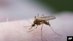 Malaria-carrying mosquito