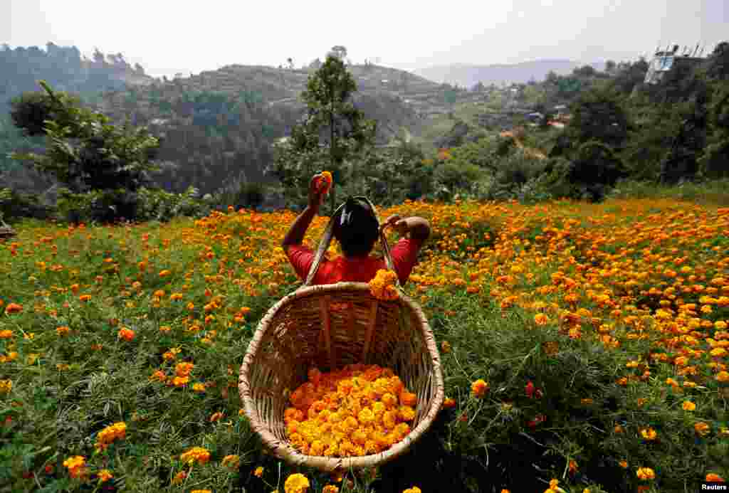 A woman picks marigold flowers to sell them to a market for the Tihar festival, also called Diwali, in Kathmandu, Nepal.
