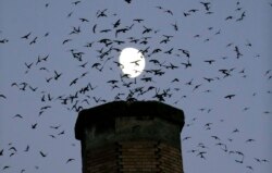 FILE - Scores of Vaux's Swifts come in for a landing with the moon in the background for an evening roost in the old, brick chimney at Chapman Elementary School in Portland, Ore., Tuesday, Sept. 13, 2016. (AP Photo/Don Ryan)