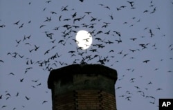 FILE - Scores of Vaux's Swifts come in for a landing with the moon in the background for an evening roost in the old, brick chimney at Chapman Elementary School in Portland, Ore., Tuesday, Sept. 13, 2016. (AP Photo/Don Ryan)