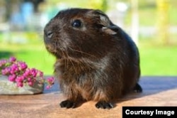 Guinea pigs are popular pets in the United States