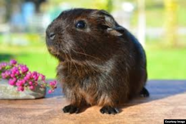 Guinea pigs are popular pets in the United States