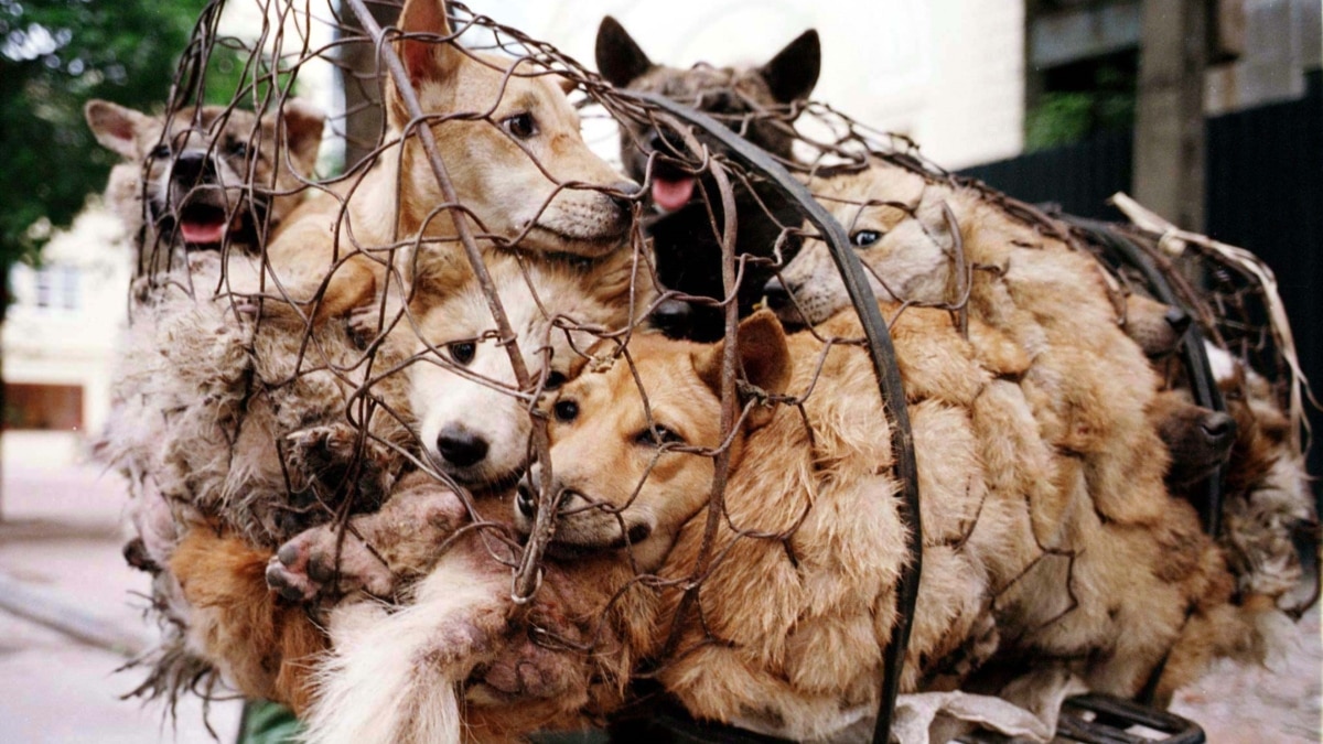 Hà Nội: Ăn thịt chó “ảnh hưởng đến hình ảnh Thủ đô”