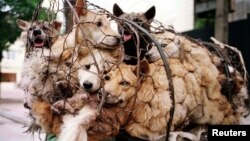 Những con chó bị nhốt lồng trên đường đưa tới các nhà hàng thịt chó ở Nhật Tân, một làng ngoại ô Hà Nội. Thành phố Hà Nội vừa đưa ra lời kêu gọi người dân ngừng ăn thịt chó.