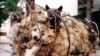 Ảnh tư liệu: Những con chó bị chở đi làm thịt ở làng Nhật Tân, Hà Nội, Việt Nam.