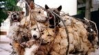 Ảnh tư liệu: Những con chó bị chở đi làm thịt ở làng Nhật Tân, Hà Nội, Việt Nam.