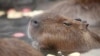 Capybaras Popular at Japanese Zoo This Year