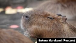 Capybaras sit inside a hot tub full of apples at Izu Shaboten Zoo in Ito, Japan February 1, 2020. Picture taken February 1, 2020.