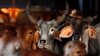India’s Maharashtra State Bans Beef