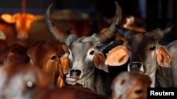 FILE - Rescued cattle at a cow shelter in the western Indian state of Maharashtra.