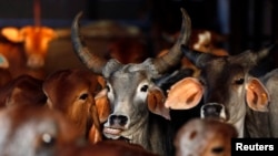 Một trung tâm cứu trâu bò bị giết mổ ở làng Aangaon, miền tây bang Maharashtra, Ấn Độ