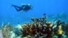 Alerta por disminución del coral del Caribe