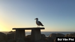 Hoàng hôn trên biển Pacific Grove (Ảnh: Bùi Văn Phú)