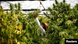 Plantação de cannabis