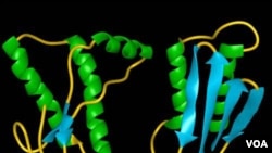 Ilustrasi komputer mengenai protein prion pada manusia, di sebelah kiri adalah rantai protein normal, sementara di sebelah kanan gambar protein prion abnormal.