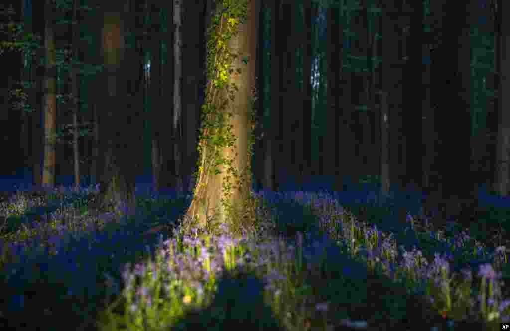 ផ្កា Bluebell ឬគេហៅម្យ៉ាងទៀតថា Hyacinth កំពុងរីកនៅក្នុងព្រៃ Hallerbos ក្នុងទីក្រុង Halle ប្រទេសបែលហ្ស៊ិក។