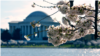 Los cerezos de Washington florecerán a fin de mes