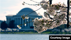 Cherry blossoms in Washington, D.C., with Thomas Jefferson Memorial in the backdrop, April 12, 2015. (photo taken by Diaa Bekheet)